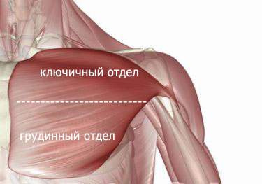 Строение мышцы груди