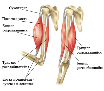 Бицепс Руки Где Находится Фото