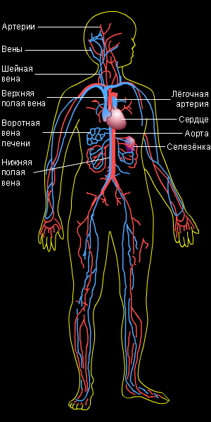 Кровеносные сосуды: вены и артерии
