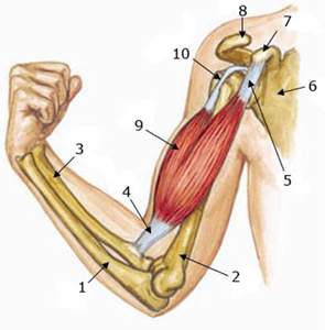 Сухожилия двуглавой мышцы плеча (бицепса)
